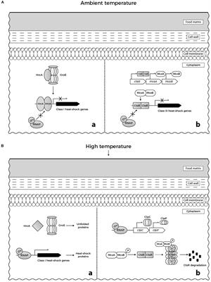 Resistance of Listeria monocytogenes to Stress Conditions Encountered in Food and Food Processing Environments